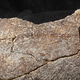 The surface of mastodon bone showing half impact notch on a segment of femur. (Credit: Tom Deméré, San Diego Natural History Museum)
